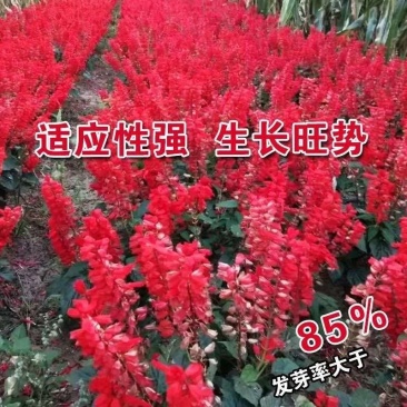 红花鼠尾草花四季播种多年生宿根阳台庭院景观花卉一串红