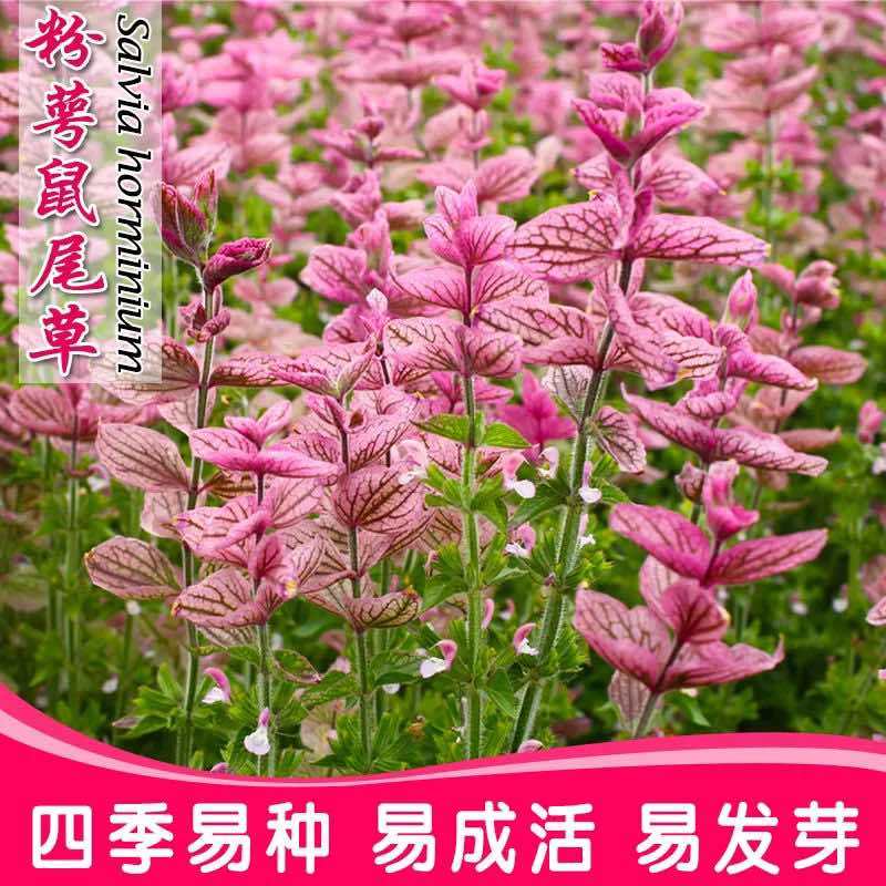 粉萼鼠尾草种籽草籽多年生花草粉色鼠尾草蓝丝绒庭院四季种植