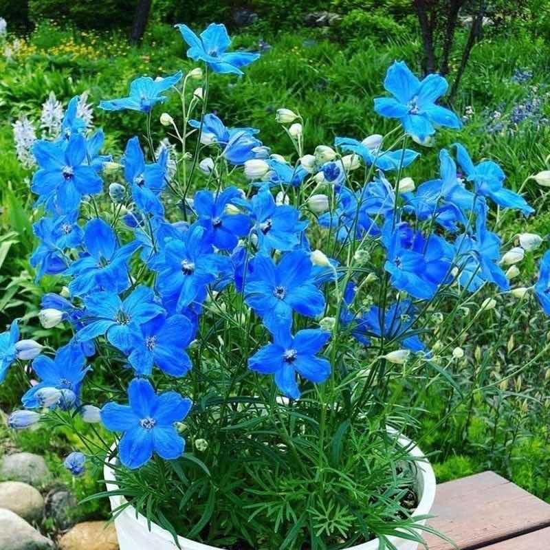 千鸟草庭院种植花种蓝色小飞燕草花坛景观花飞鸟花籽包邮