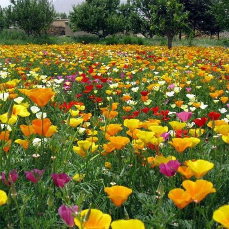 花菱草四季种易活花耐寒多年生宿根花籽庭院室外阳台盆栽