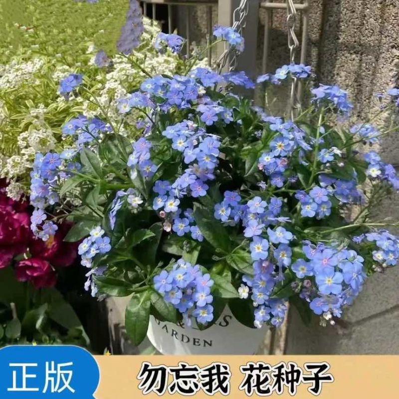 勿忘草种子驱蚊多年生勿忘我四季易种精美爆盆庭院阳台盆栽耐寒