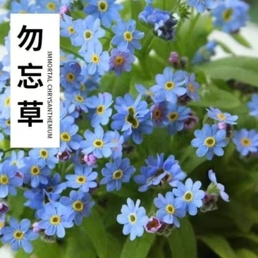 勿忘草种子驱蚊多年生勿忘我四季易种精美爆盆庭院阳台盆栽耐寒