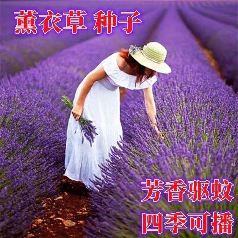 薰衣草种子多年生正宗新鲜颗粒饱满耐寒耐热观赏植物盆栽花园庭院