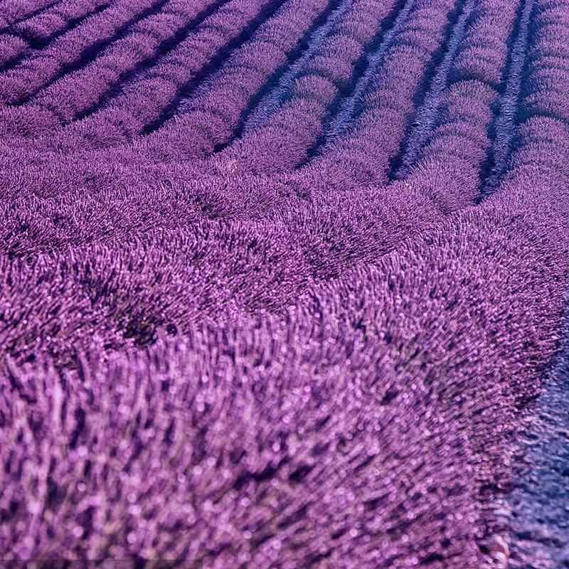薰衣草种子多年生正宗新鲜颗粒饱满耐寒耐热观赏植物盆栽花园庭院
