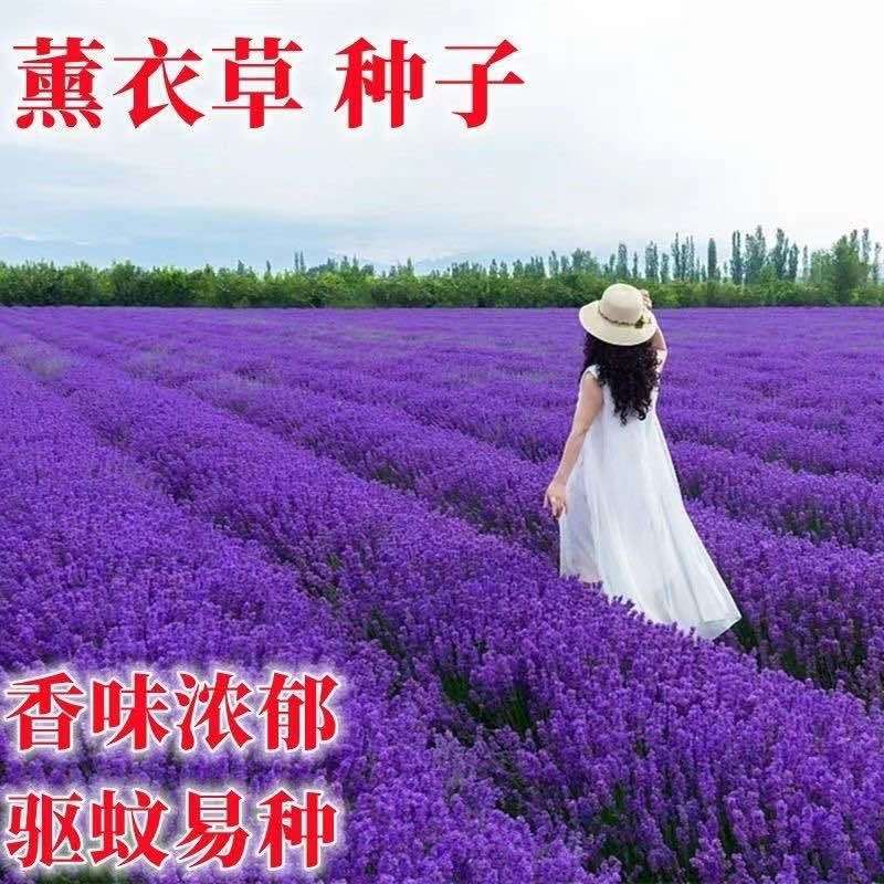 薰衣草种子多年生正宗新鲜颗粒饱满耐寒耐热观赏植物盆栽花园庭院