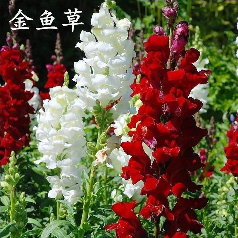 金鱼草种子狮子花耐阴耐寒多年生花海阳台庭院盆栽宿根花卉种籽