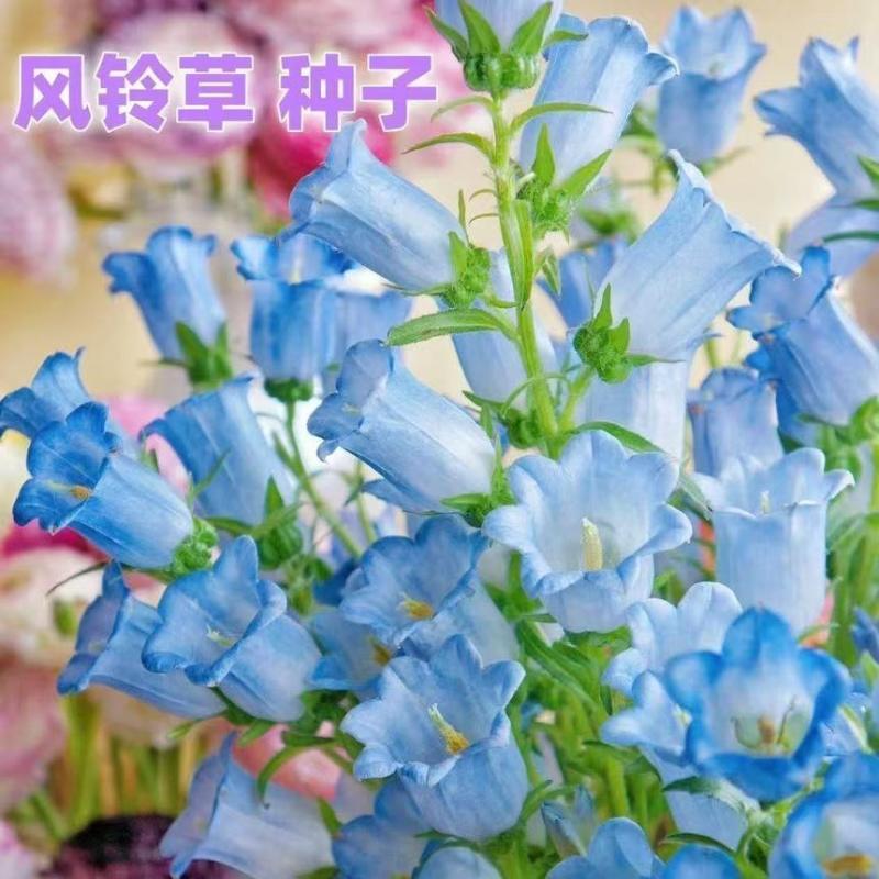 混色风铃草种子四季易种风铃草花种籽庭院阳台盆栽风铃草花卉种子
