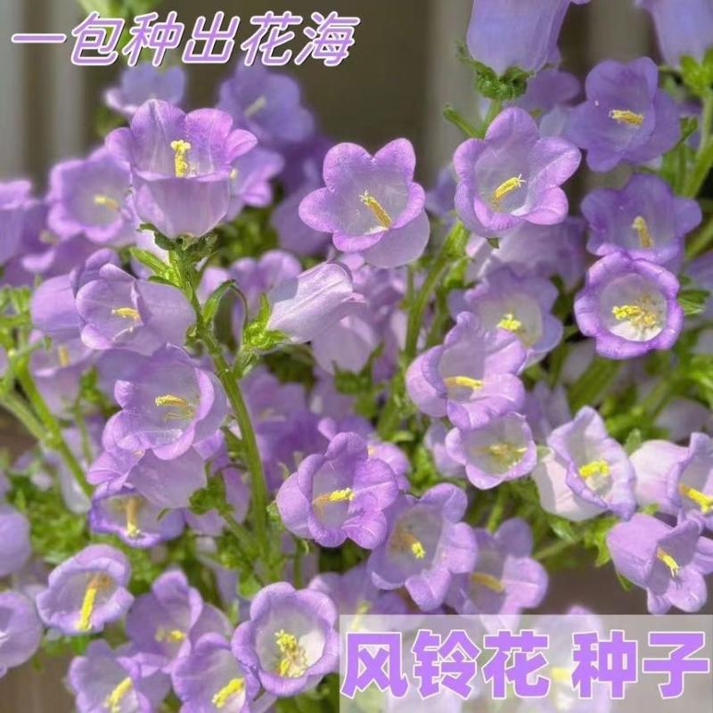 混色风铃草种子四季易种风铃草花种籽庭院阳台盆栽风铃草花卉种子
