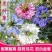 黑种草种籽石种子混色香草波斯宝石黑室内阳台盆栽四季观花种子