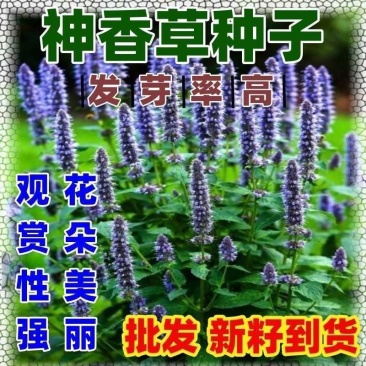 神香草牛膝草花卉种子春秋播宿根多年生香草室内盆栽庭院简单易种