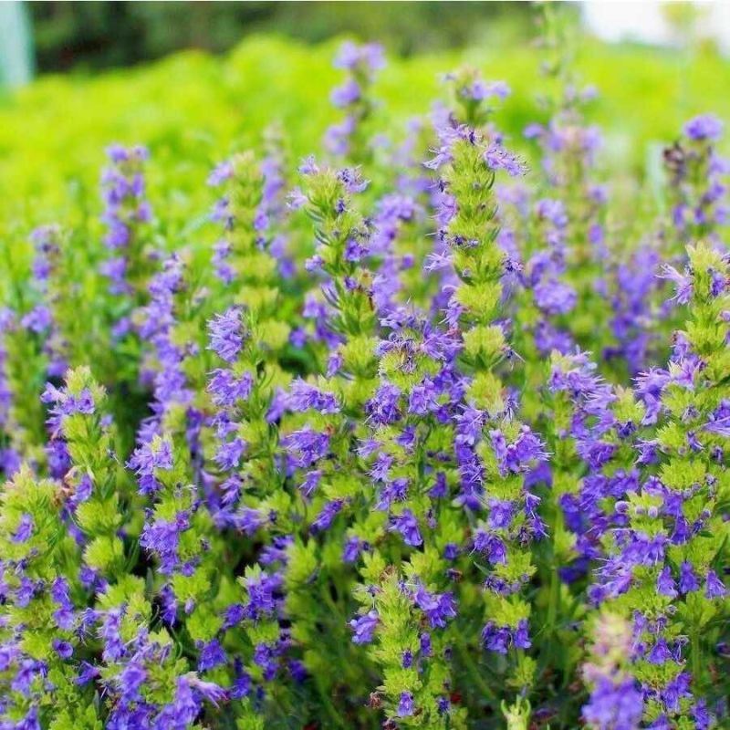 神香草牛膝草花卉种子春秋播宿根多年生香草室内盆栽庭院简单易种