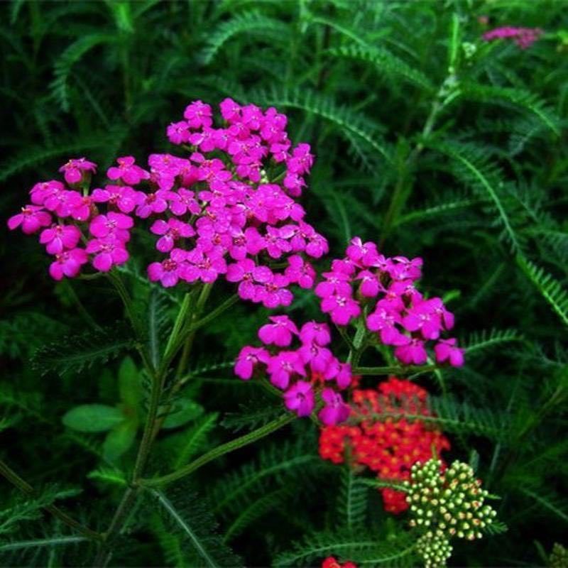 蓍草种子锯草花种子耐寒花卉秋播植物景观园林花草籽公斤