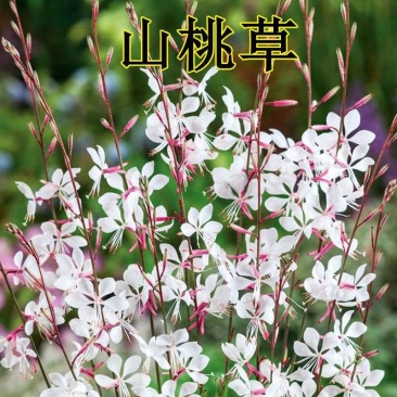 山桃草庭院春季播花草秋播四季易种室内花卉阳台盆栽花籽