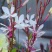 山桃草庭院春季播花草秋播四季易种室内花卉阳台盆栽花籽