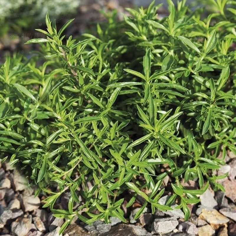 驱蚊草种籽清香驱蚊净化空气植物香草种子庭院盆栽室内外四季常青