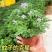 驱蚊草种籽清香驱蚊净化空气植物香草种子庭院盆栽室内外四季常青