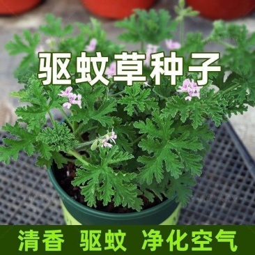 驱蚊草种籽清香驱蚊净化空气植物香草种子庭院盆栽室内外四季常青