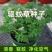 驱蚊草种籽清香驱蚊净化空气植物香草种子庭院盆栽室内外四季常青