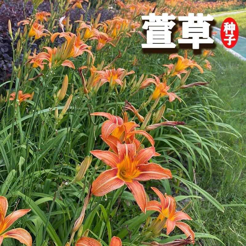 大花萱草种子金娃娃花种四季开花易活室外农庄户外道路多年生花籽
