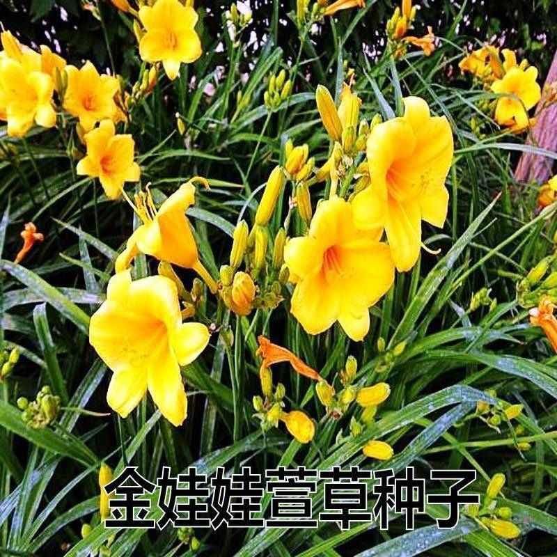 金娃娃萱草种子大花萱草种子多年生植物种子景观绿化花卉种子包邮