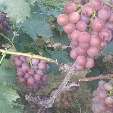 河北巨峰葡萄🍇