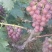 河北巨峰葡萄🍇