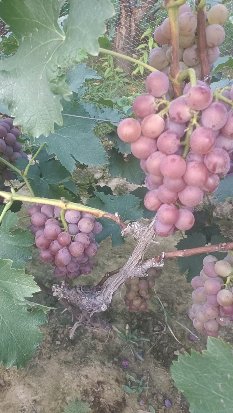 河北巨峰葡萄🍇