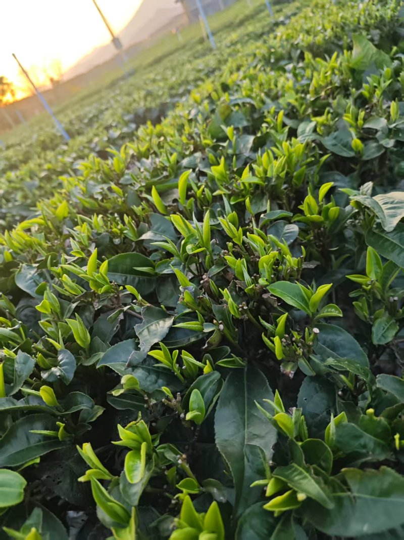广东省英德红茶，英德特产金毛毫