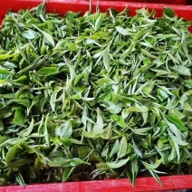 广东省英德红茶，英德特产金毛毫