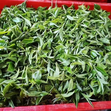广东省英德红茶，英德特产金毛毫
