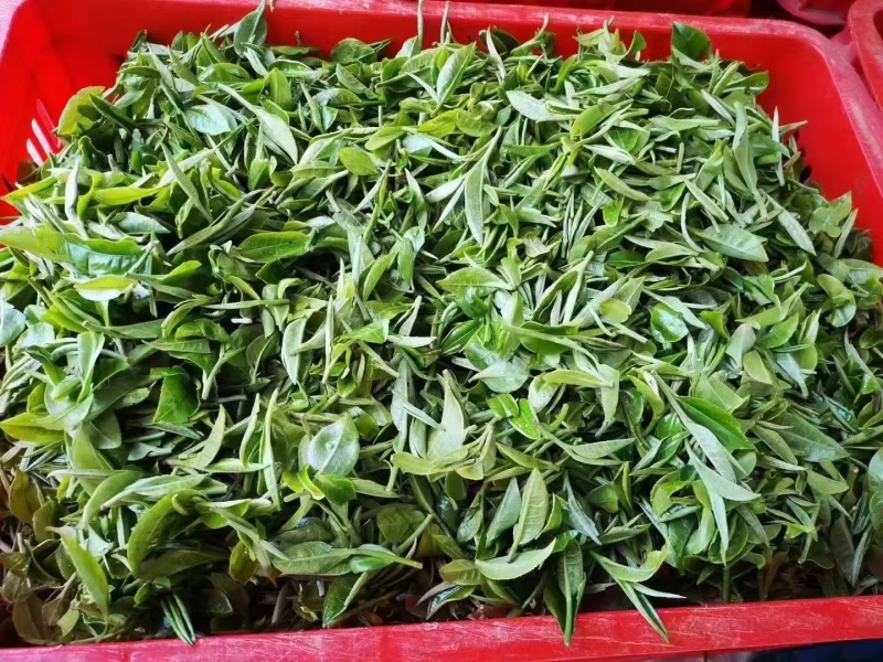 广东省英德红茶，英德特产金毛毫