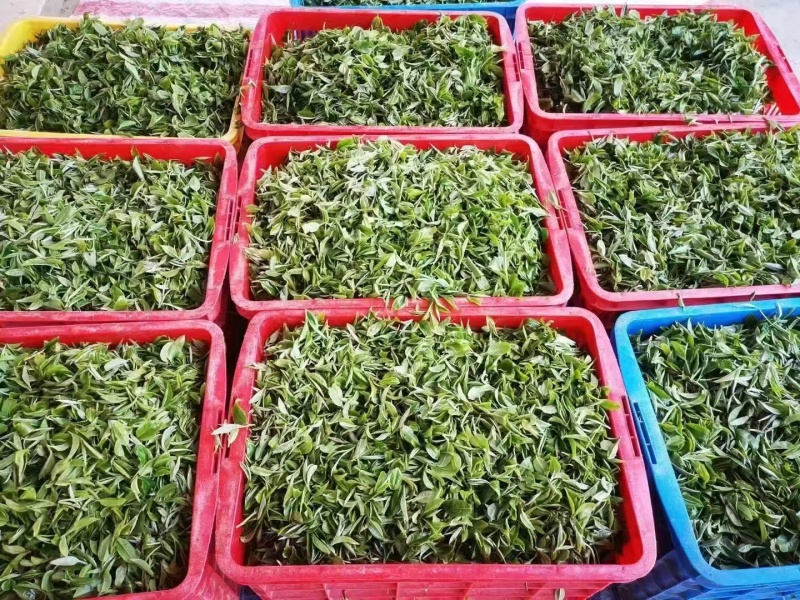 广东省英德红茶，英德特产金毛毫