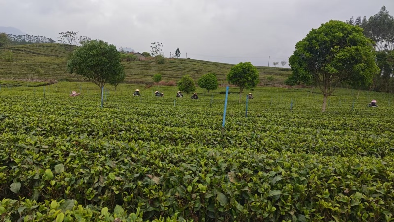 广东省英德红茶，英德特产金毛毫