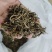 广东省英德红茶，英德特产金毛毫