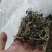广东省英德红茶，英德特产金毛毫