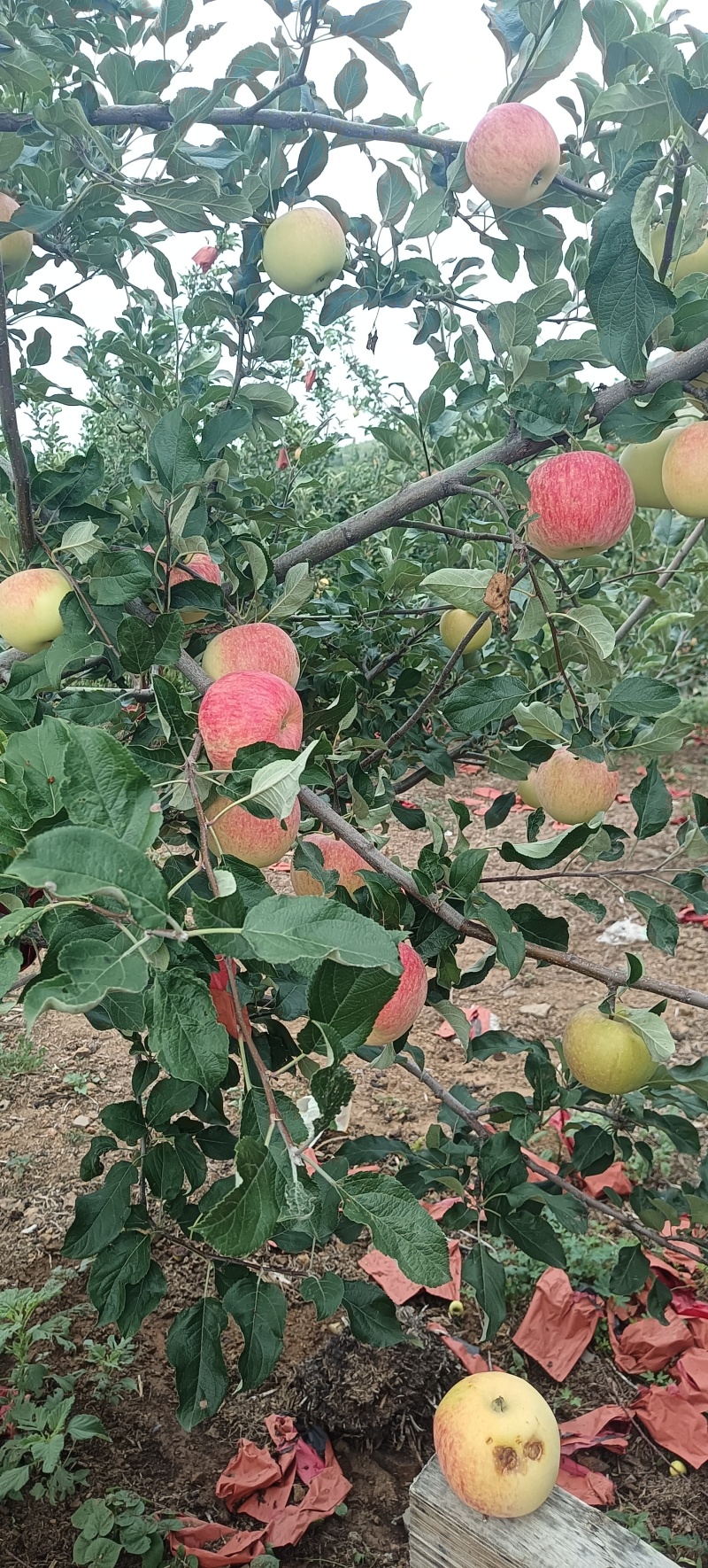 红丽苹果