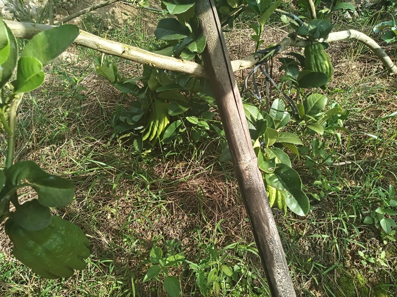 广佛手统果