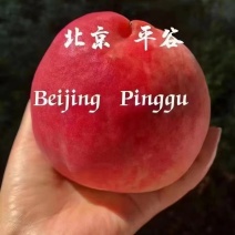 平谷大桃，绿化9，14号，油盘，黄油桃