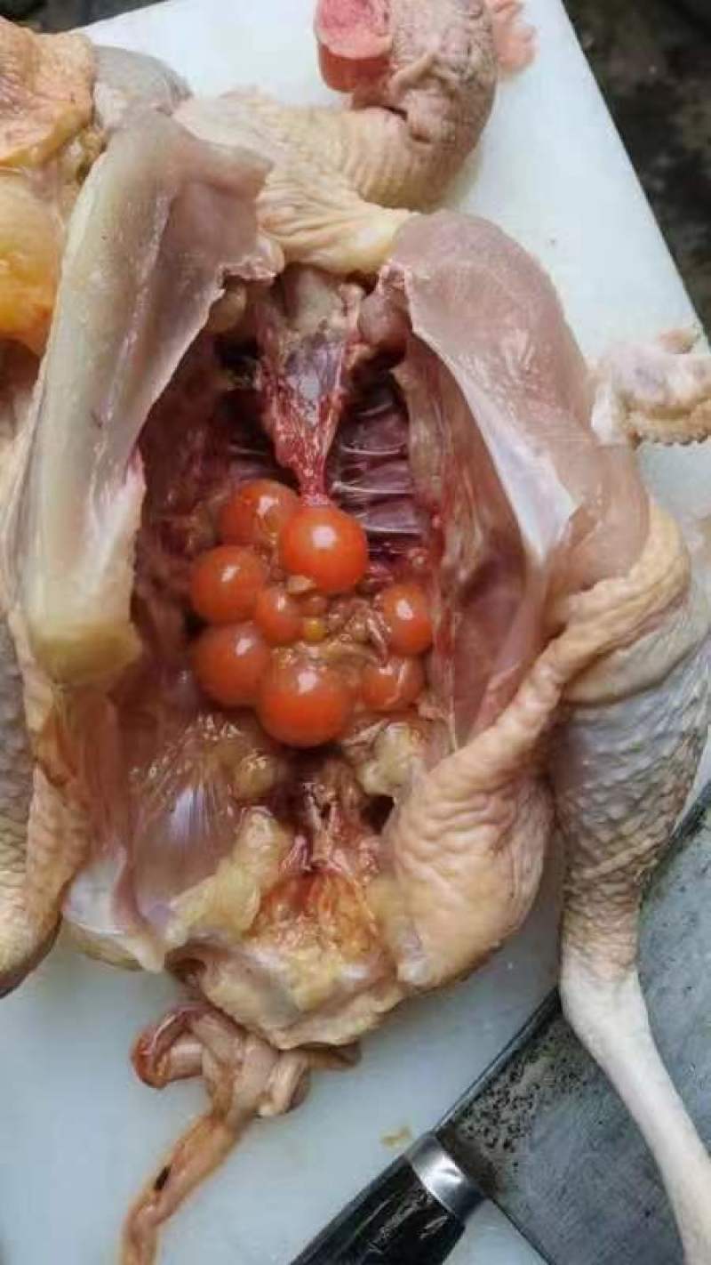 散养土鸡