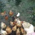 散养土鸡