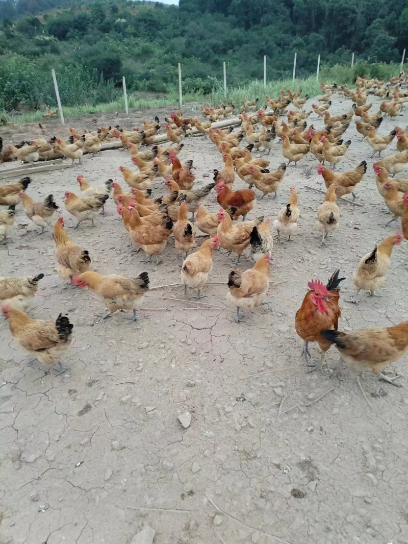 散养土鸡