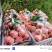 绿化9号3块钱1斤