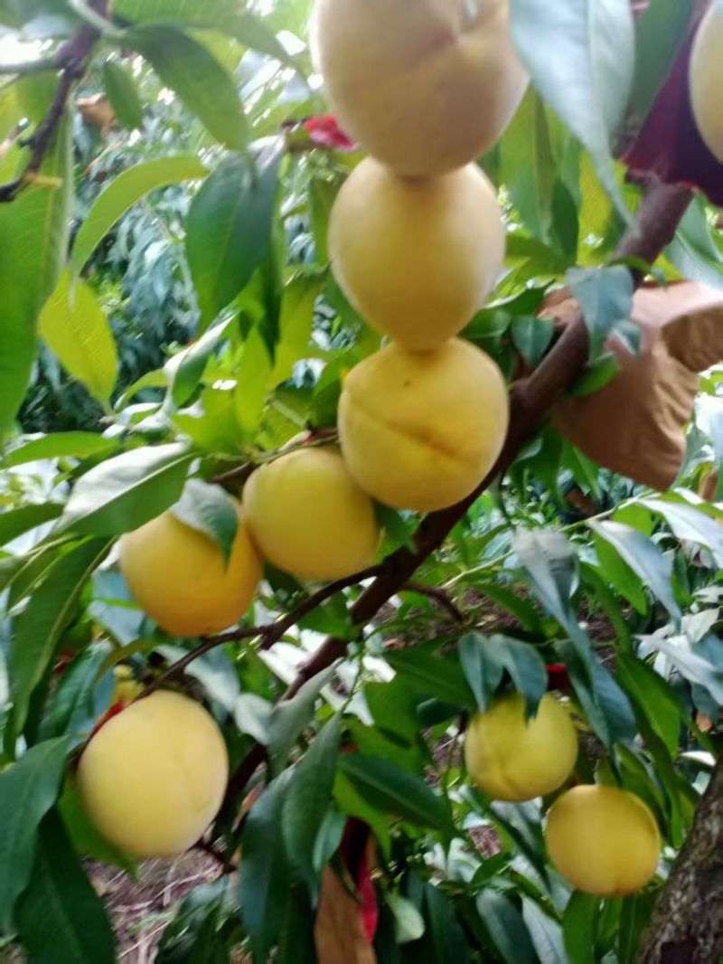 锦绣黄桃