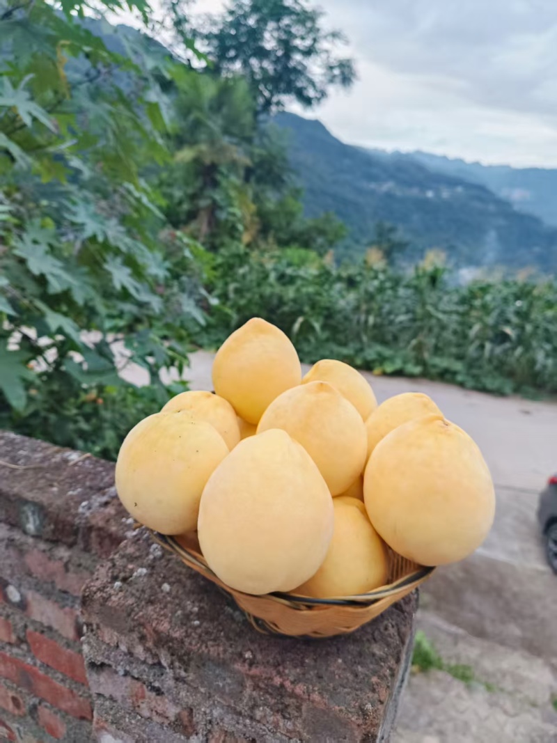 锦绣黄桃