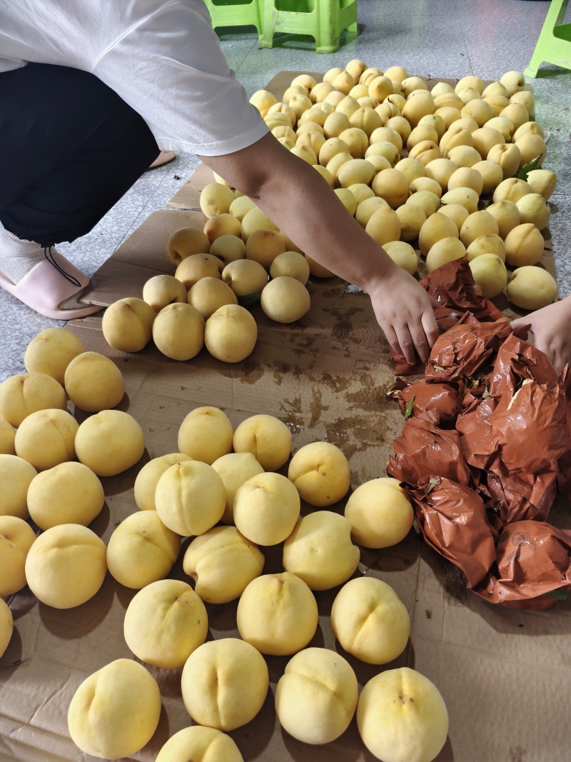 锦绣黄桃