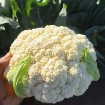 精品散花