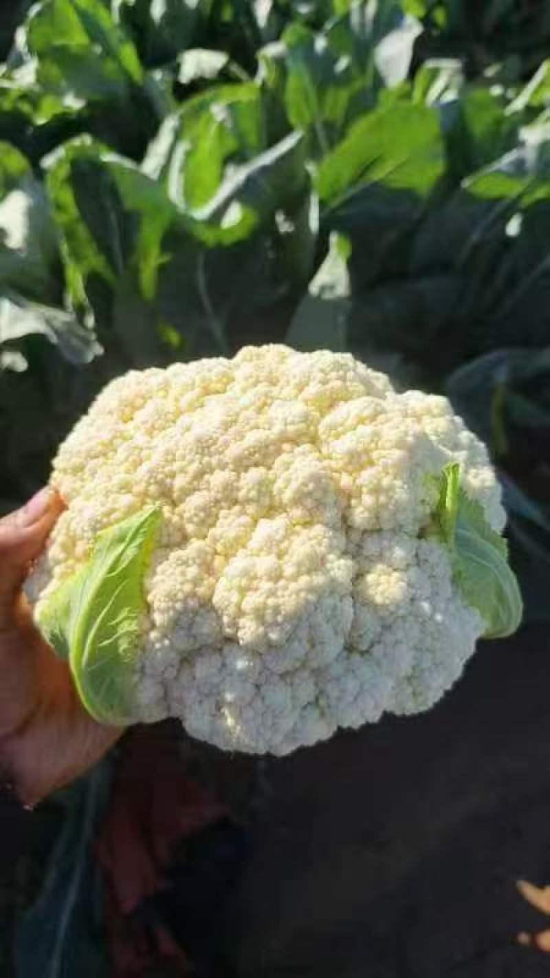精品散花