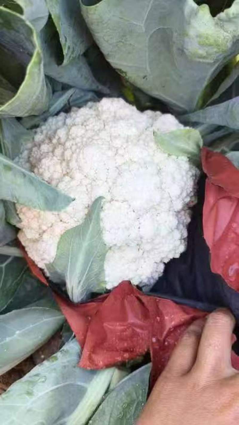 精品散花