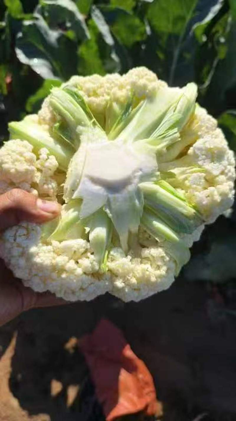 精品散花