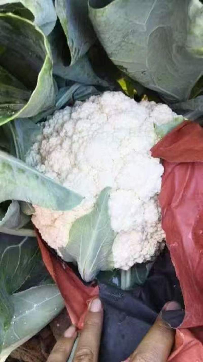 精品散花